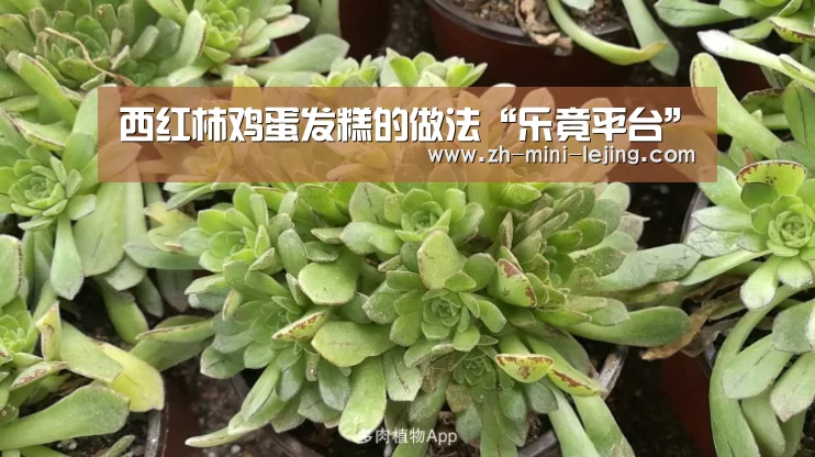 西红柿鸡蛋发糕的做法“乐竟平台”(图1) 乐竟APP最新版本下载